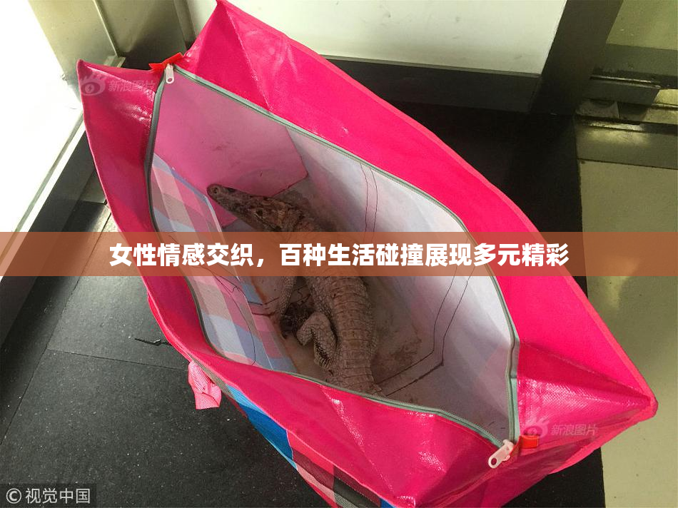 女性情感交织，百种生活碰撞展现多元精彩