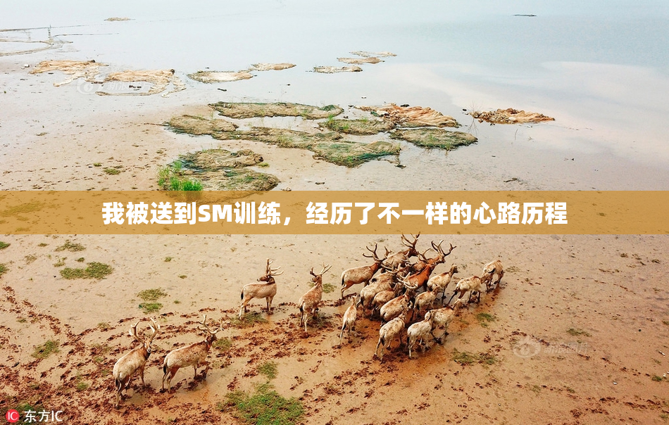 我被送到SM训练，经历了不一样的心路历程