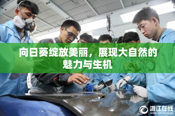 向日葵绽放美丽，展现大自然的魅力与生机