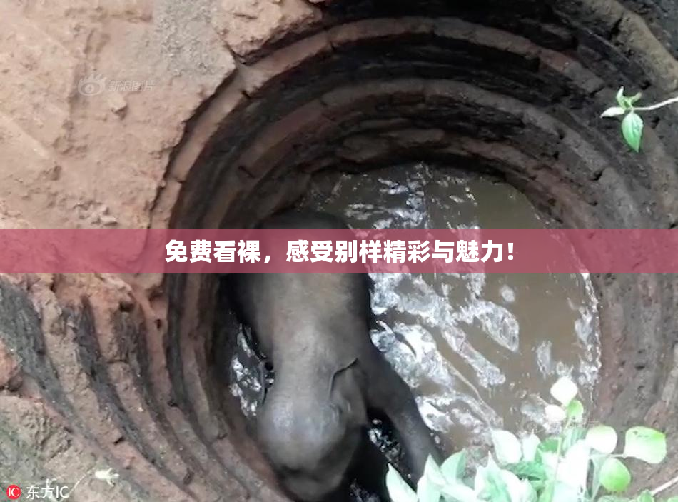 免费看裸，感受别样精彩与魅力！