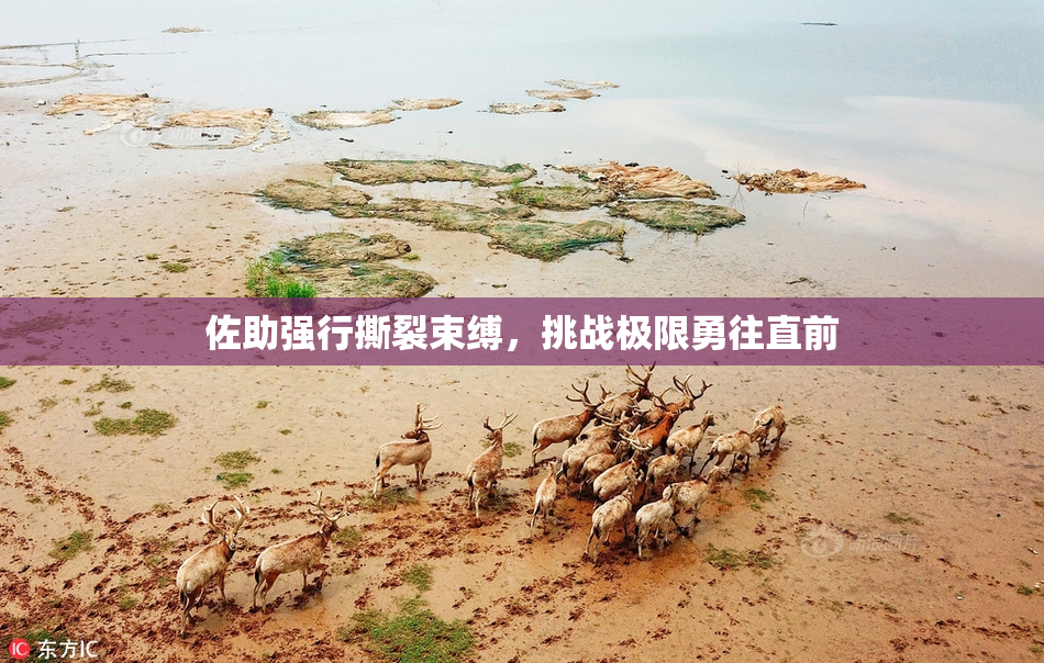 佐助强行撕裂束缚，挑战极限勇往直前