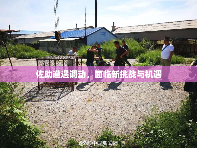 佐助遭遇调动，面临新挑战与机遇