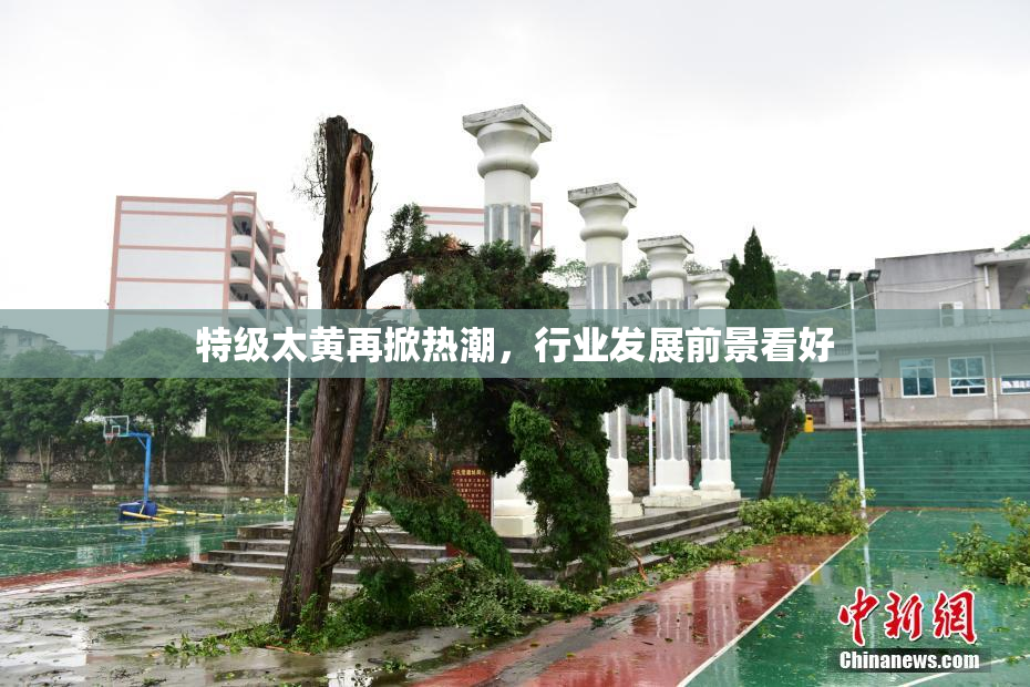 特级太黄再掀热潮，行业发展前景看好