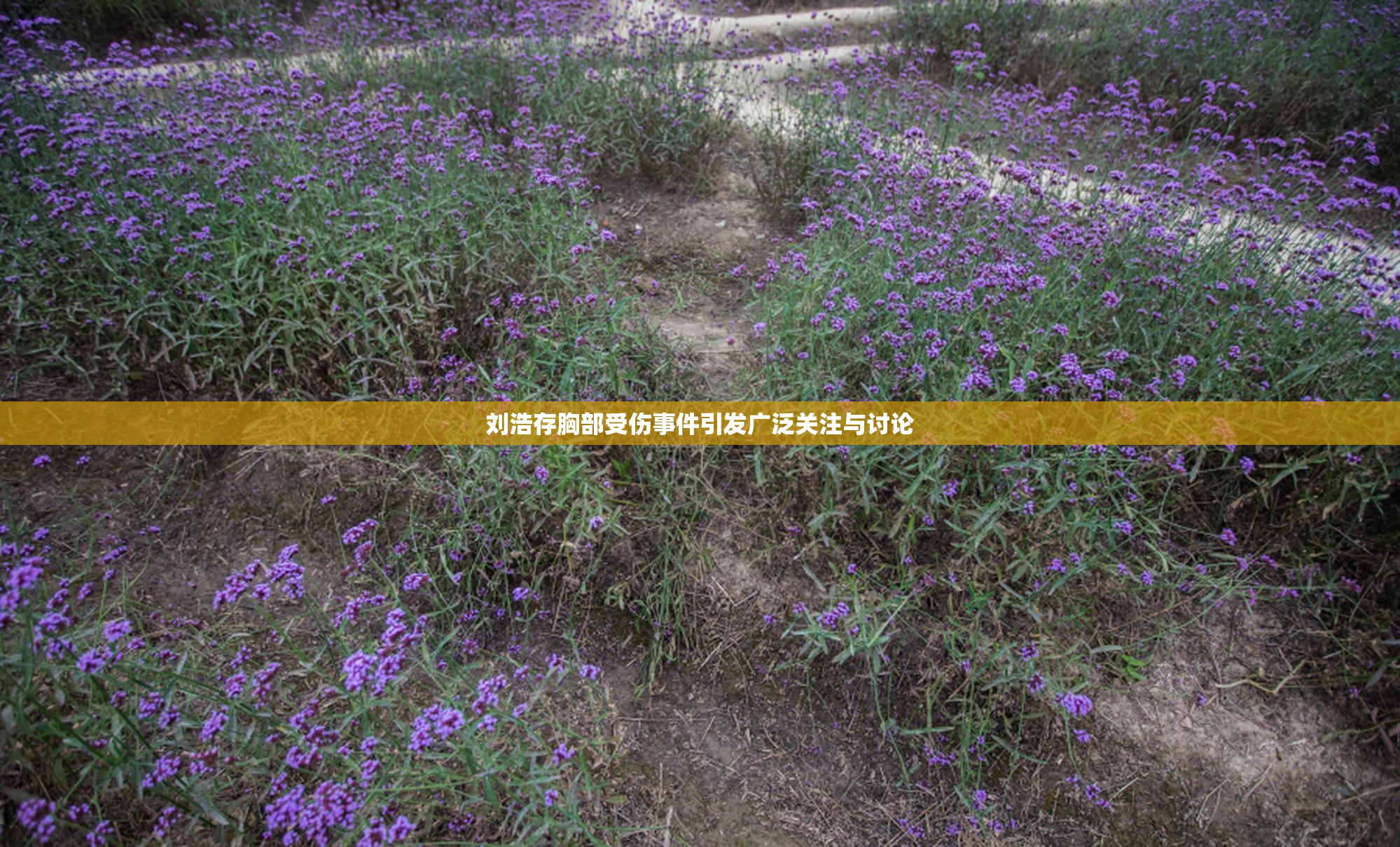 刘浩存胸部受伤事件引发广泛关注与讨论