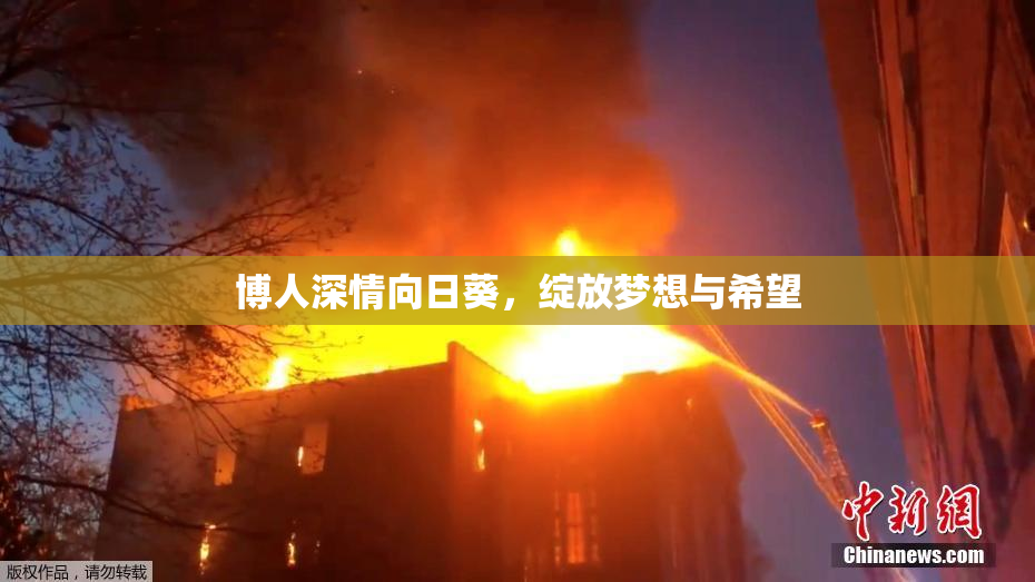 博人深情向日葵，绽放梦想与希望