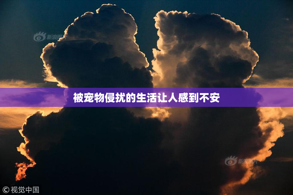 被宠物侵扰的生活让人感到不安