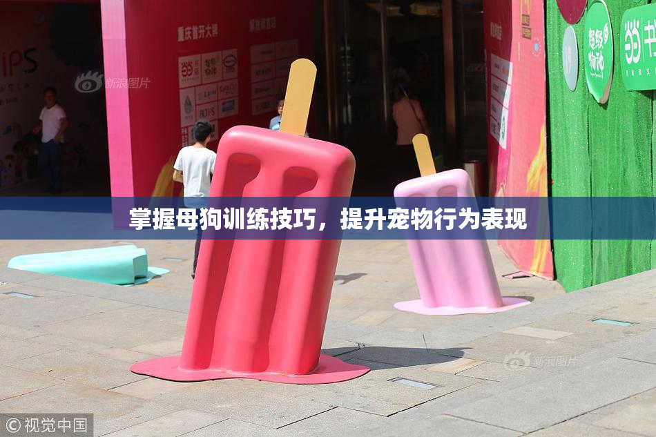 掌握母狗训练技巧，提升宠物行为表现