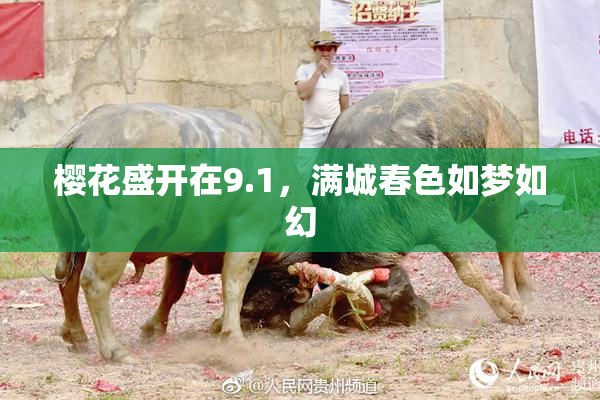 樱花盛开在9.1，满城春色如梦如幻