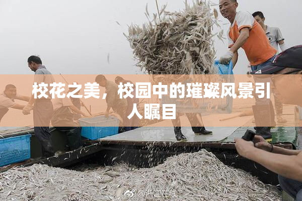 校花之美，校园中的璀璨风景引人瞩目