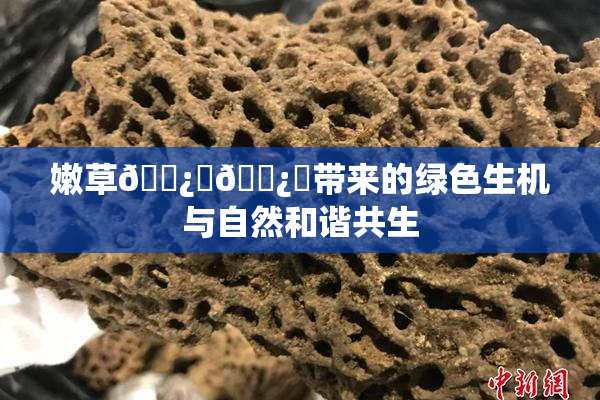 嫩草🌿‌🌿‌带来的绿色生机与自然和谐共生