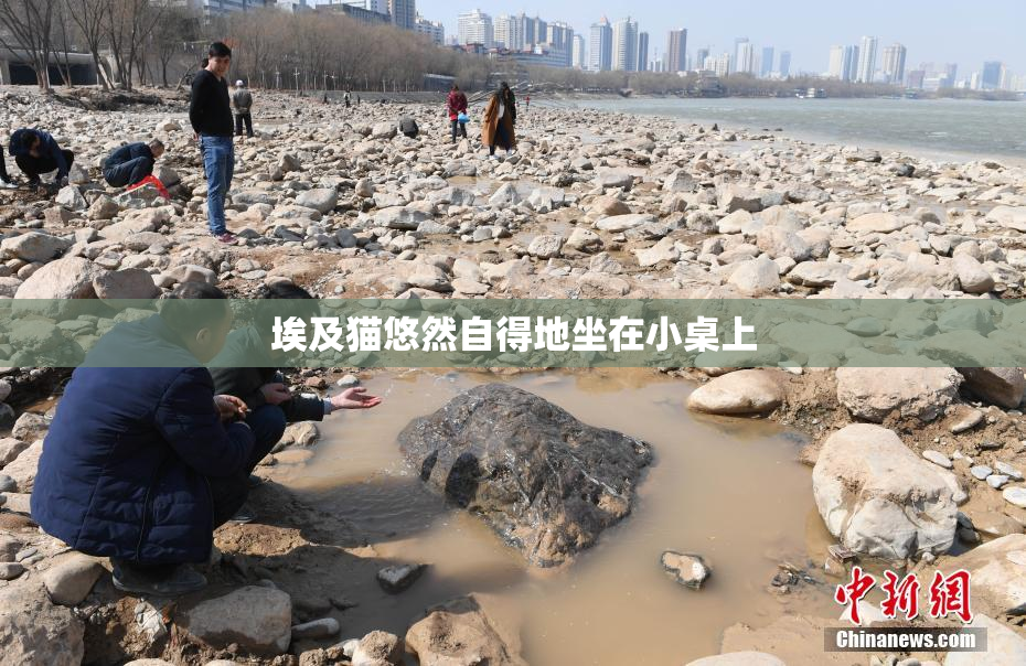 埃及猫悠然自得地坐在小桌上