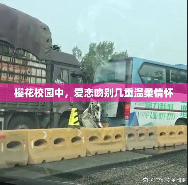 樱花校园中，爱恋吻别几重温柔情怀