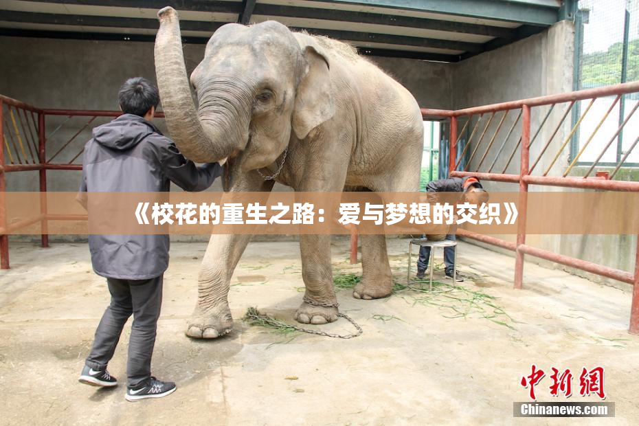《校花的重生之路：爱与梦想的交织》