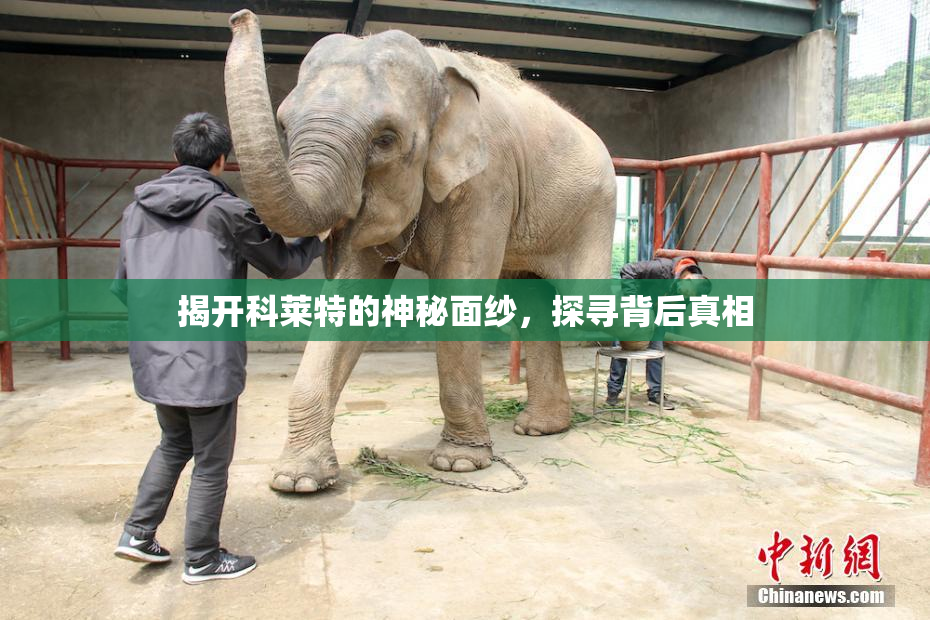 揭开科莱特的神秘面纱，探寻背后真相