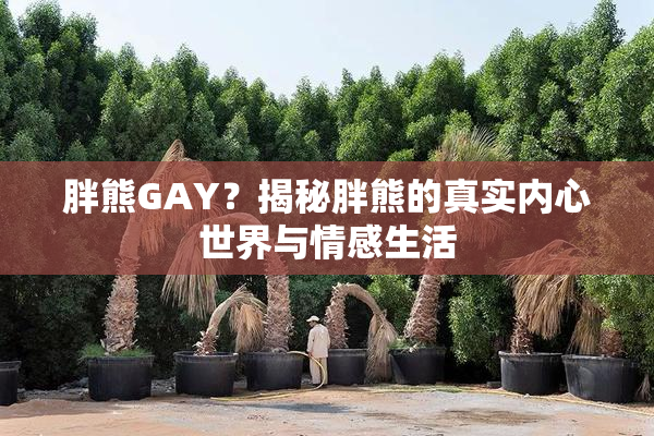 胖熊GAY？揭秘胖熊的真实内心世界与情感生活