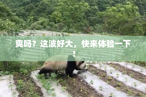 爽吗？这波好大，快来体验一下！