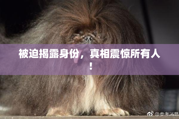 被迫揭露身份，真相震惊所有人！