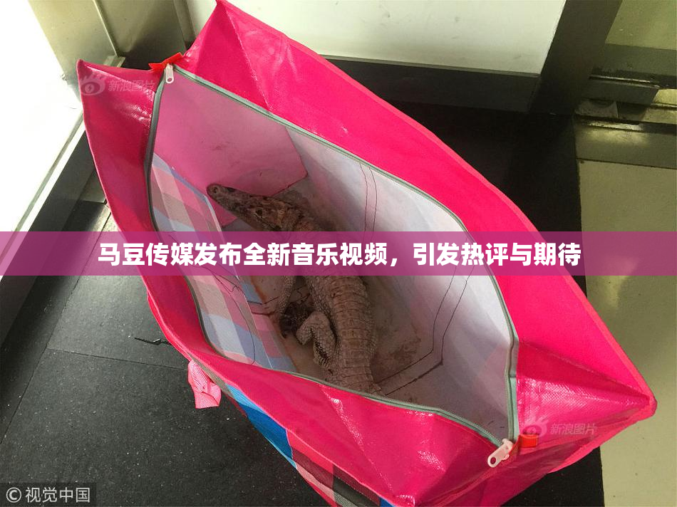 马豆传媒发布全新音乐视频，引发热评与期待