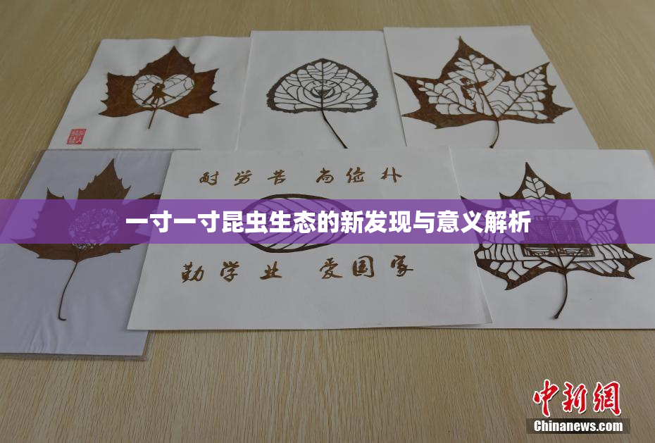 一寸一寸昆虫生态的新发现与意义解析