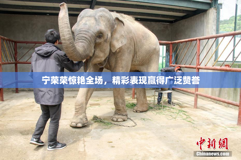 宁荣荣惊艳全场，精彩表现赢得广泛赞誉