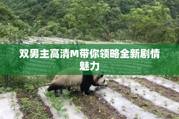 双男主高清M带你领略全新剧情魅力