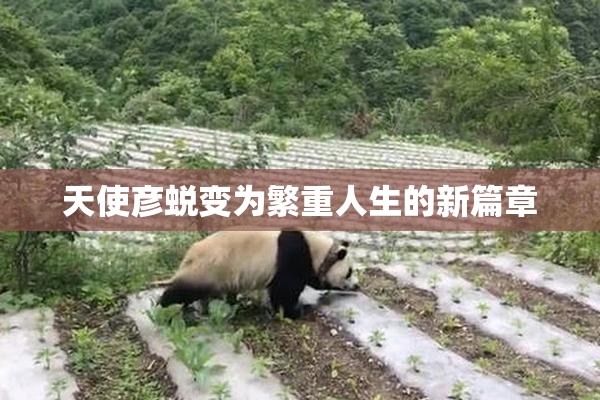 天使彦蜕变为繁重人生的新篇章