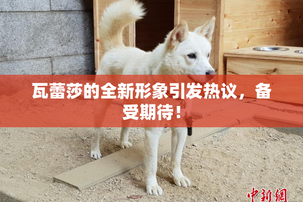 瓦蕾莎的全新形象引发热议，备受期待！