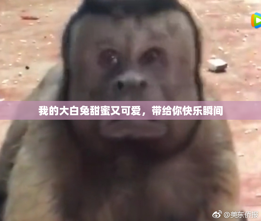 我的大白兔甜蜜又可爱，带给你快乐瞬间