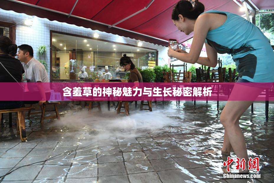 含羞草的神秘魅力与生长秘密解析