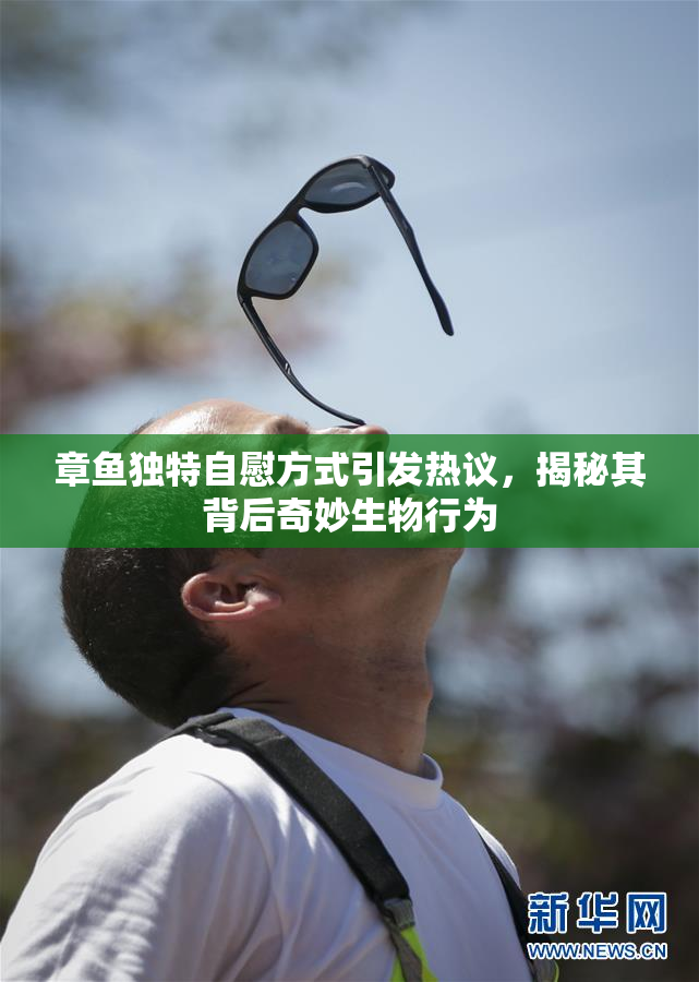 章鱼独特自慰方式引发热议，揭秘其背后奇妙生物行为
