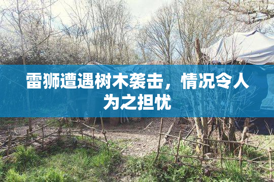 雷狮遭遇树木袭击，情况令人为之担忧