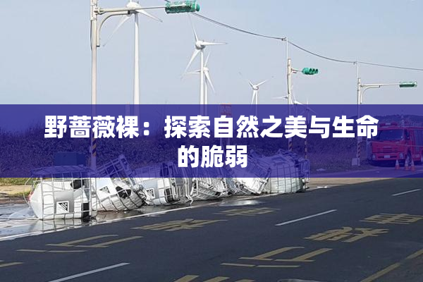 野蔷薇裸：探索自然之美与生命的脆弱