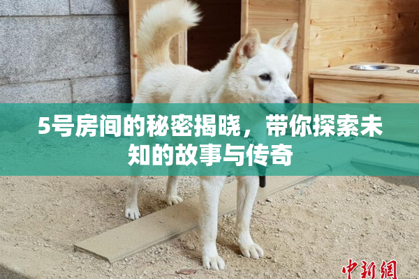 5号房间的秘密揭晓，带你探索未知的故事与传奇