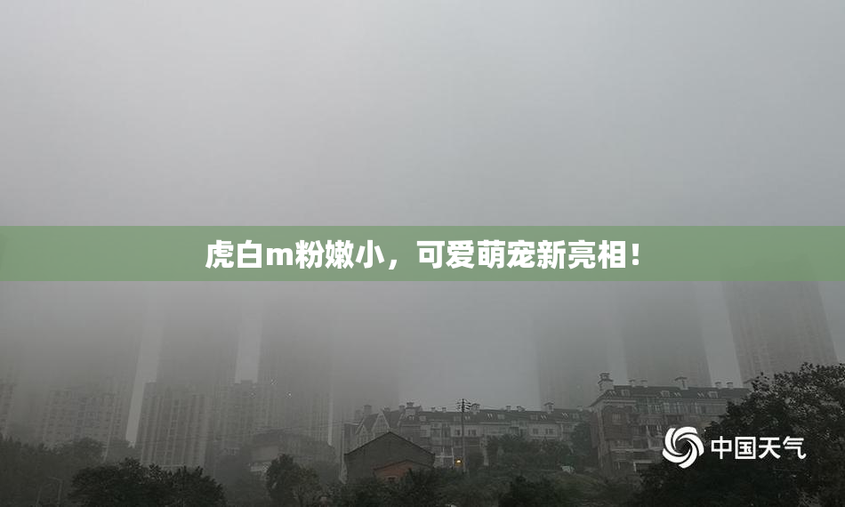 虎白m粉嫩小，可爱萌宠新亮相！