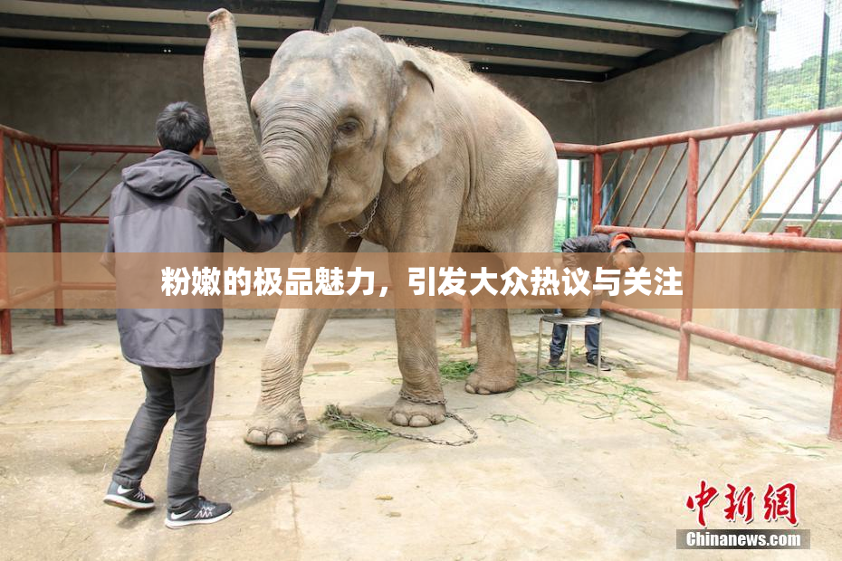 粉嫩的极品魅力，引发大众热议与关注