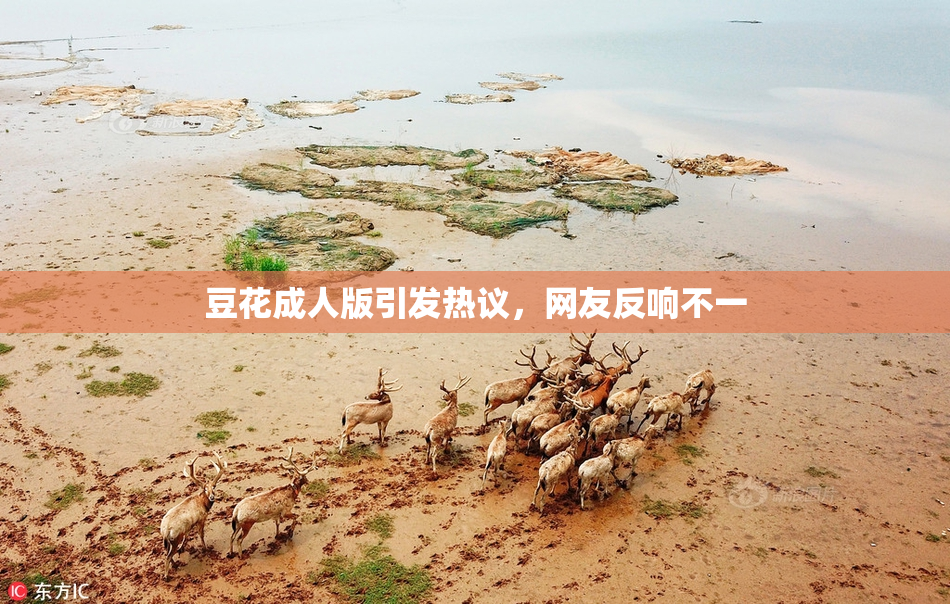 豆花成人版引发热议，网友反响不一