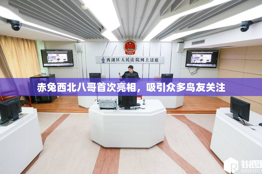 赤兔西北八哥首次亮相，吸引众多鸟友关注