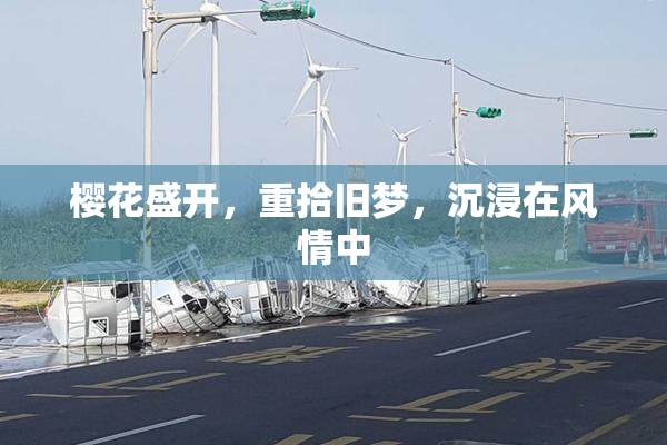 樱花盛开，重拾旧梦，沉浸在风情中