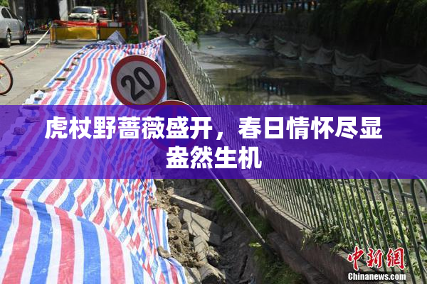虎杖野蔷薇盛开，春日情怀尽显盎然生机