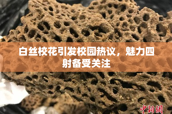 白丝校花引发校园热议，魅力四射备受关注