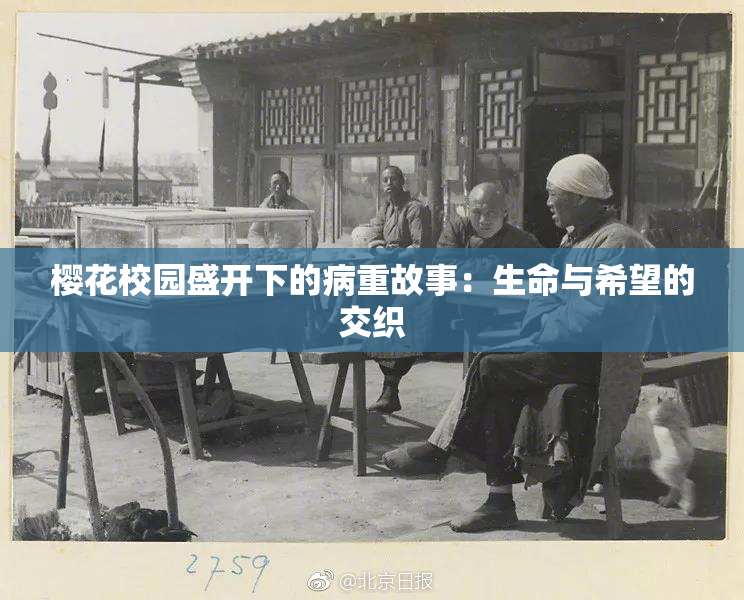 樱花校园盛开下的病重故事：生命与希望的交织