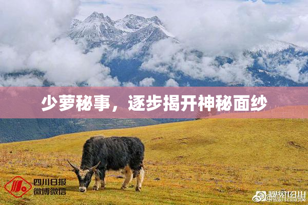 少萝秘事，逐步揭开神秘面纱