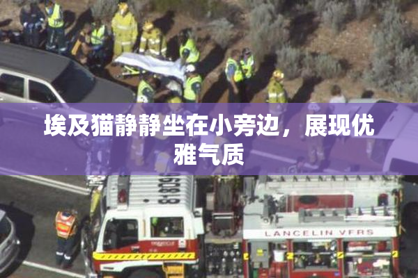埃及猫静静坐在小旁边，展现优雅气质