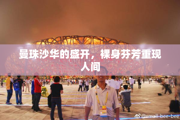 曼珠沙华的盛开，裸身芬芳重现人间