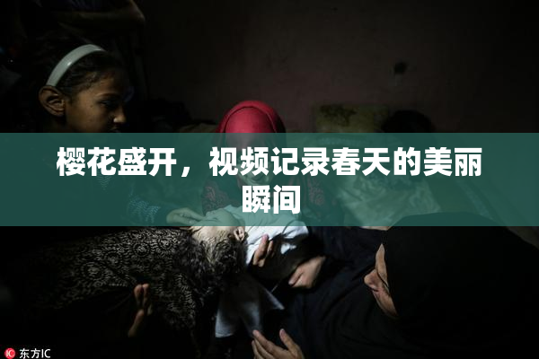 樱花盛开，视频记录春天的美丽瞬间