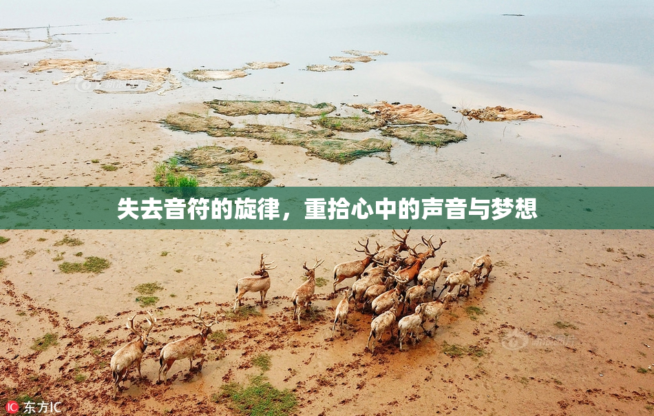 失去音符的旋律，重拾心中的声音与梦想