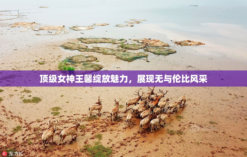 顶级女神王馨绽放魅力，展现无与伦比风采