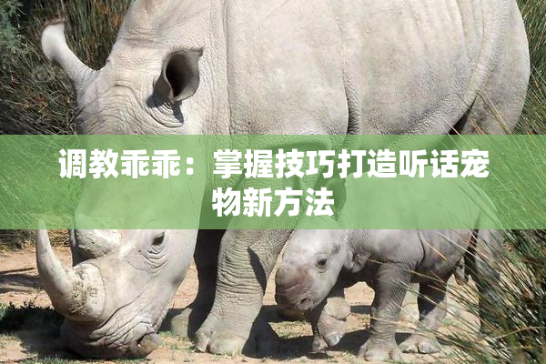 调教乖乖：掌握技巧打造听话宠物新方法