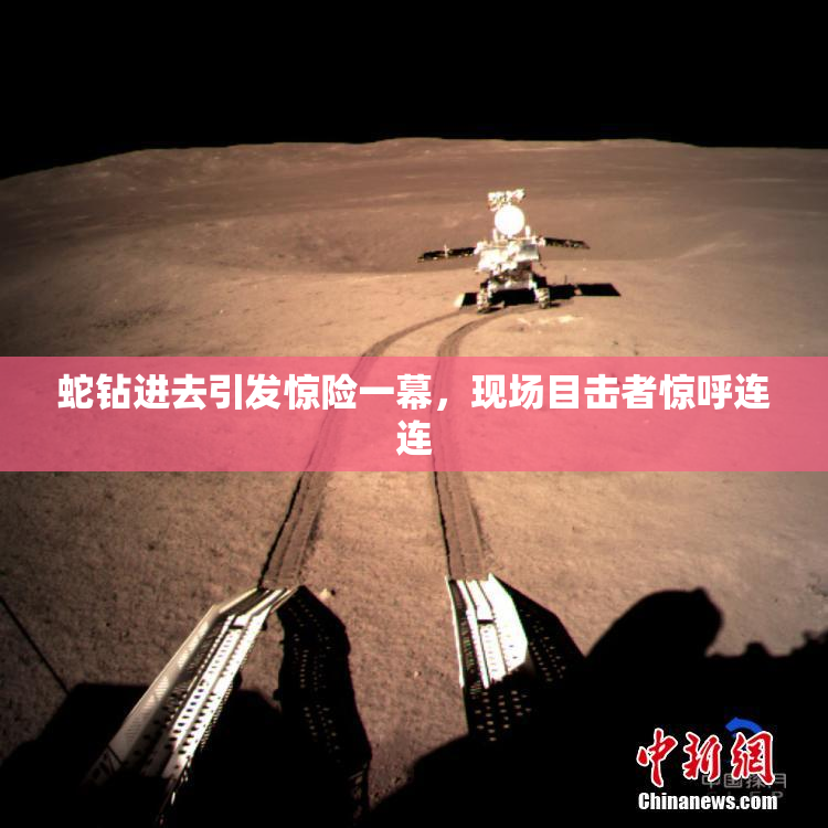 蛇钻进去引发惊险一幕，现场目击者惊呼连连