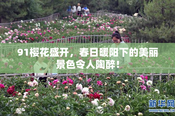 91樱花盛开，春日暖阳下的美丽景色令人陶醉！